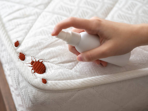 Best Pest Control Near Me  in Indio, CA